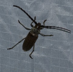 Gnaphalodes trachyderoides