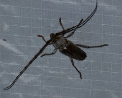 Gnaphalodes trachyderoides