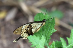 Papilio dardanus tibullus