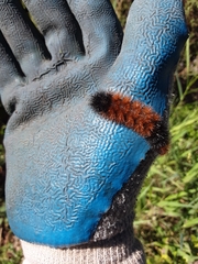 Pyrrharctia isabella