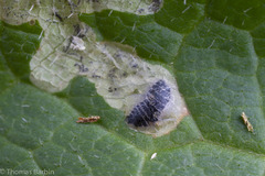 Phytomyza spondylii group