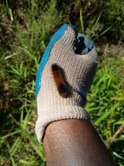 Pyrrharctia isabella