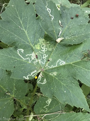 Phytomyza spondylii group