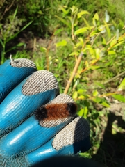 Pyrrharctia isabella