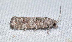 Retinia gemistrigulana
