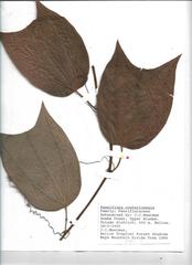 Passiflora costaricensis