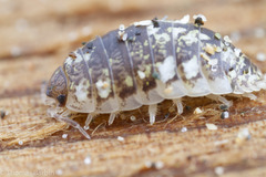 Alloniscus perconvexus