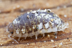 Alloniscus perconvexus