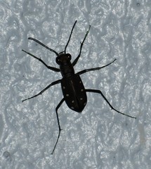 Cicindela ocellata rectilatera