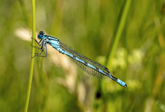 Enallagma cyathigerum