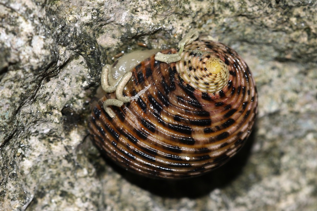 Nerita quadricolor