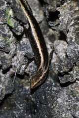 Cryptoblepharus africanus