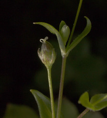 Stellaria calycantha
