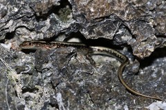 Cryptoblepharus africanus