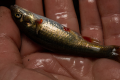 Pseudobarbus swartzi