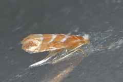 Lithocolletinae