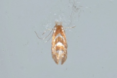 Lithocolletinae