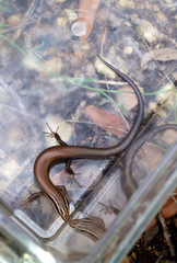 Plestiodon tetragrammus brevilineatus