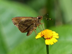 Psoralis stacara