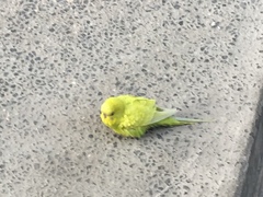 Melopsittacus undulatus domesticus