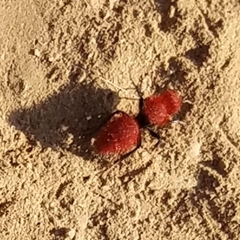 Dasymutilla coccineohirta