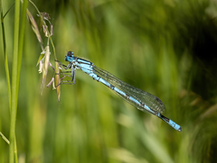 Enallagma cyathigerum