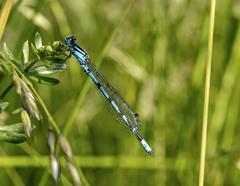 Enallagma cyathigerum