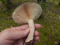 Lactarius flexuosus