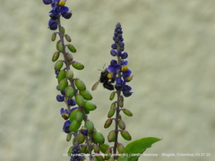 Megachile amparo