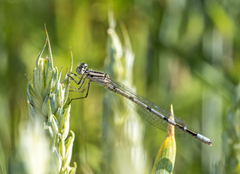 Enallagma cyathigerum