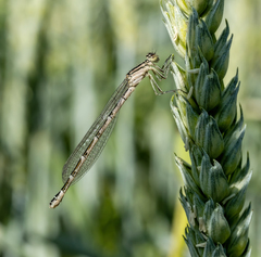 Enallagma cyathigerum