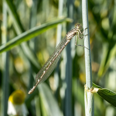 Enallagma cyathigerum