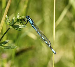 Enallagma cyathigerum