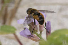 Helophilus lapponicus