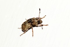 Phloeobius