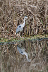 Ardea cinerea