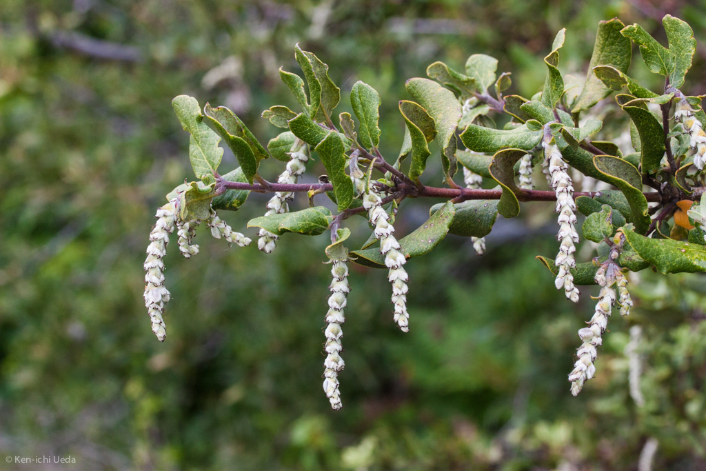 Garrya elliptica, Landels-Hill Big Creek Reserve, Monterey, UC Natural Reserve System, California, United States