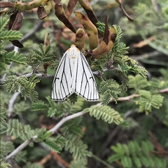 Neuromelia selectata