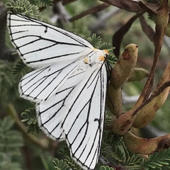 Neuromelia selectata