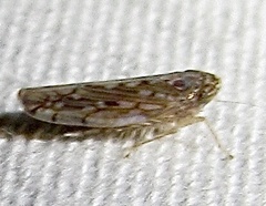 Osbornellus clarus
