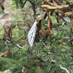 Neuromelia selectata