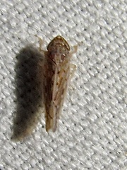 Osbornellus clarus