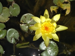 Nymphaea