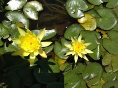 Nymphaea