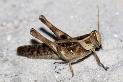 Heteracris