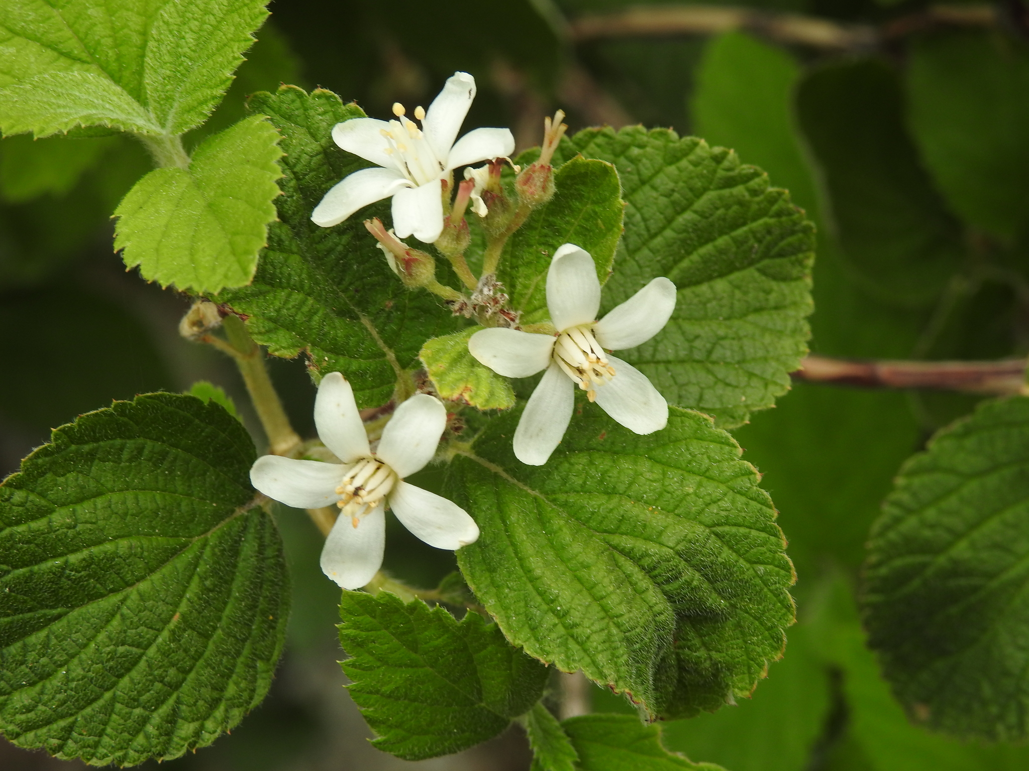 Jamesia americana