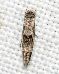 Tineidae clade b
