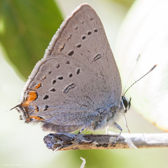 Satyrium californica