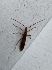 Protenor belfragei