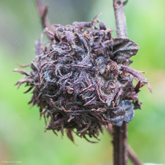 Asphondylia ceanothi